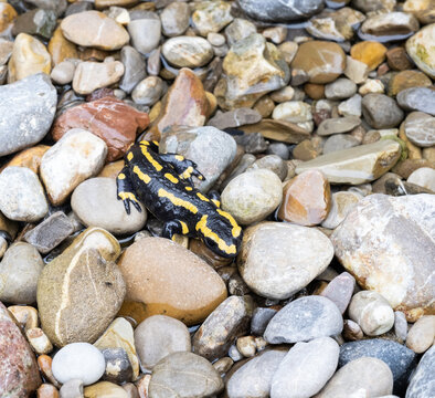 Feuersalamander im Bach