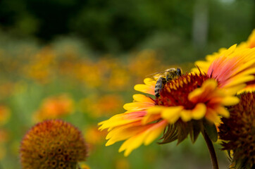 bee, flower, gaillardia,insect, summer, leaves, plants