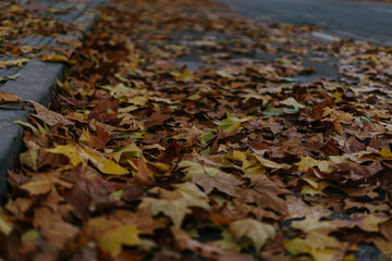 Yellow leaves carpet on the road of a lonely street close to the sidewalk during the autumn