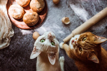 white and ginger cats look up and ask for food