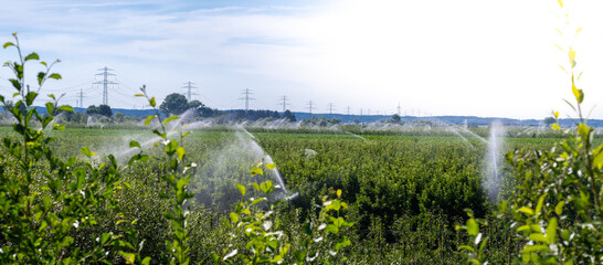 Irrigation of apple plantation near York, Germany.