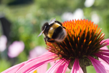 bee on flower