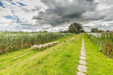 Fototapeta na wymiar Dutch landscape with on the left a lake and embankment with a curious herd of sheep and on the right a bank of a drainage channel for drainage of a lower lake and polder