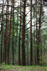 Summer Pine and birch forest