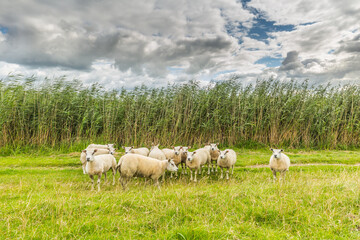 Obraz premium Dutch landscape with on the left a lake and embankment with a curious herd of sheep and on the right a bank of a drainage channel for drainage of a lower lake and polder