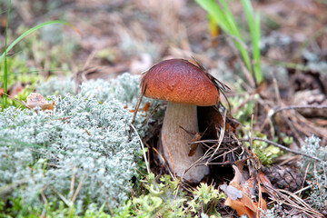 Boletus mushroom in the forest. Fresh Royal porcini mushrooms. Macro.