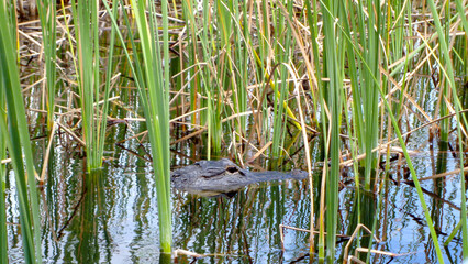 Alligator head swimming through Everglades sawgrass