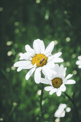 bug on daisy