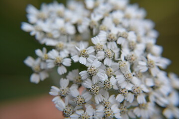 Macro picture of a white out of focus wildflower, El Chalten, Patagonia, Argentina