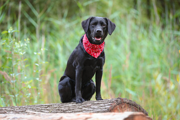 Schwarzer Labrador in der Natur mit Halstuch