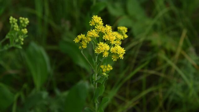 Close-up of a bright yellow goldenrod wildflower in the foreground and an out of focus dark green background. The flowers are moving slowly in the wind.
