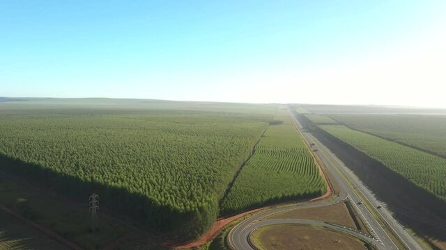 Eucalyptus plantation beside a highway on a sunny day in Brazil - aerial view - Cellulose paper agriculture