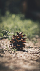 pine cones on the ground