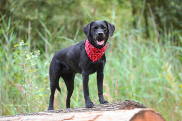 Schwarzer Labrador in der Natur mit Halstuch