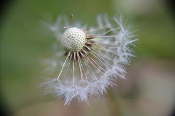 Macro picture of half dandelion, El Chalten, Patagonia, Argentina.