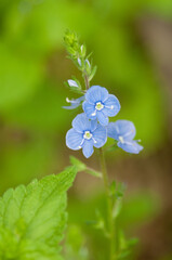 Veronica americana (American Brooklime)