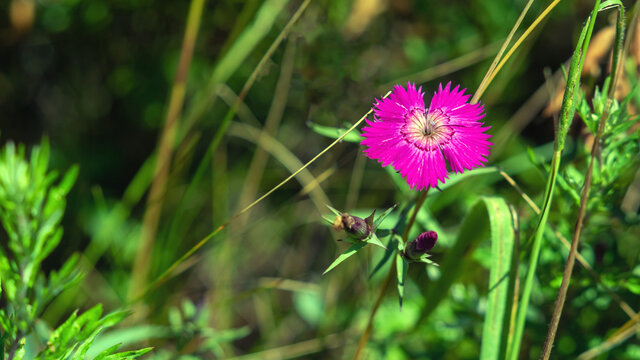 Bright pink Dianthus campestris on a grass background.
