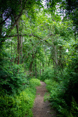 Fototapeta na wymiar Path in the woods – Pennsylvania