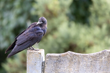 Crow on a park bench, Cork, Ireland