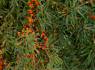 Naklejka na ściany i meble Branch with sea buckthorn berries and green leaves..Seasonal sea buckthorn tree. Sea buckthorn plants are an incredibly important medicinal plant...