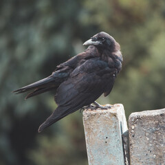 Crow on a park bench, Cork, Ireland