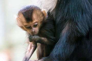 Wanderu or lion-tailed macaque, Macaca silenus. Indian Wanderu female with cub. Baby sucking thumb