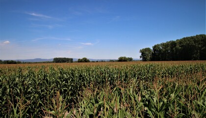 Maisfeld