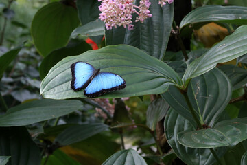 Blue butterfly Morpho peleides sitting on green leaves
