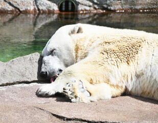 Polar Bear Sleeping