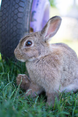 Small bunny rabbit sitting by cart wheel