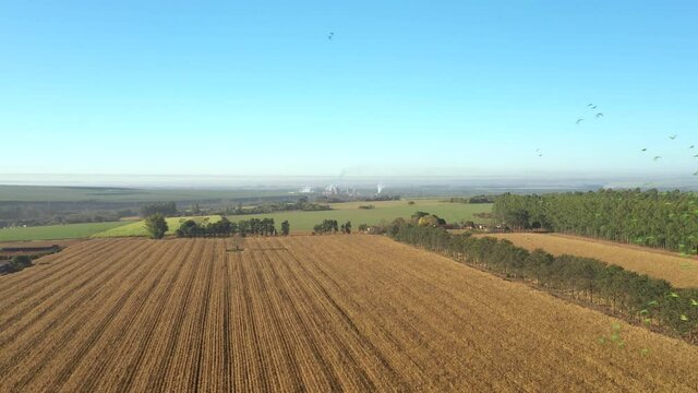 Corn plantation with flock of birds on sunny day in Brazil - aerial view