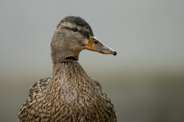 Portrait of a female mallard duck