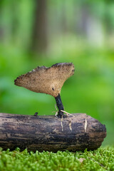 Old Elegant Polypore (Polyporus varius) growing in the woods