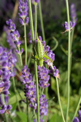 Bush cricket climbing on lavender