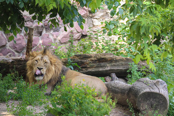 The lion king rests confidently in the green grass under the shadow of the trees