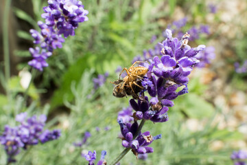 spider holding bee on lavender plant #3