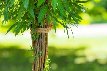 Wicker tree, willow garden composition. Willow palm - obrazy, fototapety, plakaty