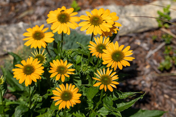Flowers of  Echinacea - an herb stimulating the immune system