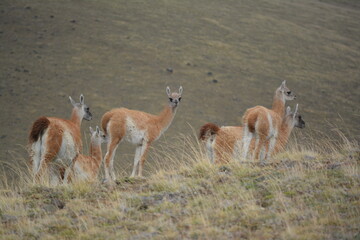 Naklejka na ściany i meble Group of wild young llamas watching the cameraman, Calafate, Patagonia, Argentina.