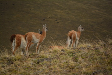 Group of wild young llamas watching front, Calafate, Patagonia, Argentina.