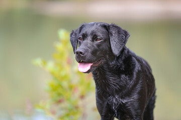 Schwarzer Labrador in der Natur mit Halstuch