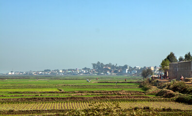 Fototapeta na wymiar Irrigated rice fields in lush tropical setting in Antananarivo, Madagascar
