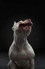 portrait of a dog on a dark background. American pit bull terrier.funny face. catches food. happy facial expressions