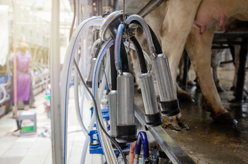 Modern equipment for milking cows on a new farm, the process of milking cows. Cow milking facility and mechanized milking equipment