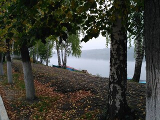 Bank of the Volga. River in the fog. Birch trees on the Bank.