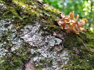Mushroom on the old trunk of tree
