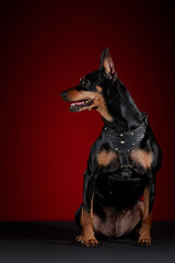 Perro Doberman con pechera posando para sesión fotográfica sobre una mesa gris y un fondo rojo  con negro.