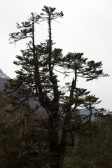 Obraz premium Old pine tree, Everest trail, Himalaya, Nepal