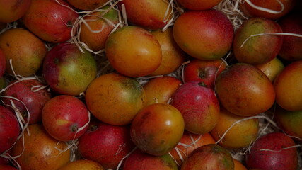 Mango Fruit