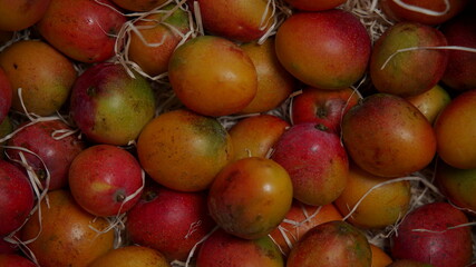 Mango Fruit